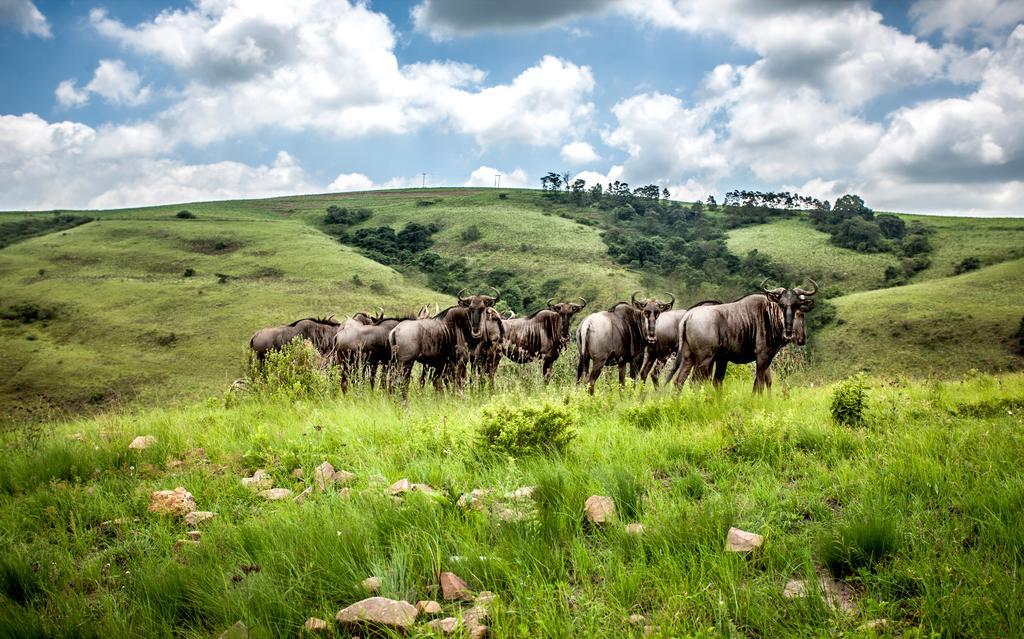 Gwahumbe Game&Spa Mid Illovo Bagian luar foto